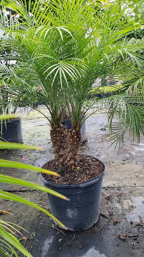 phoenix-roebelenii-pygmy-date-palm-roebelenii-palm