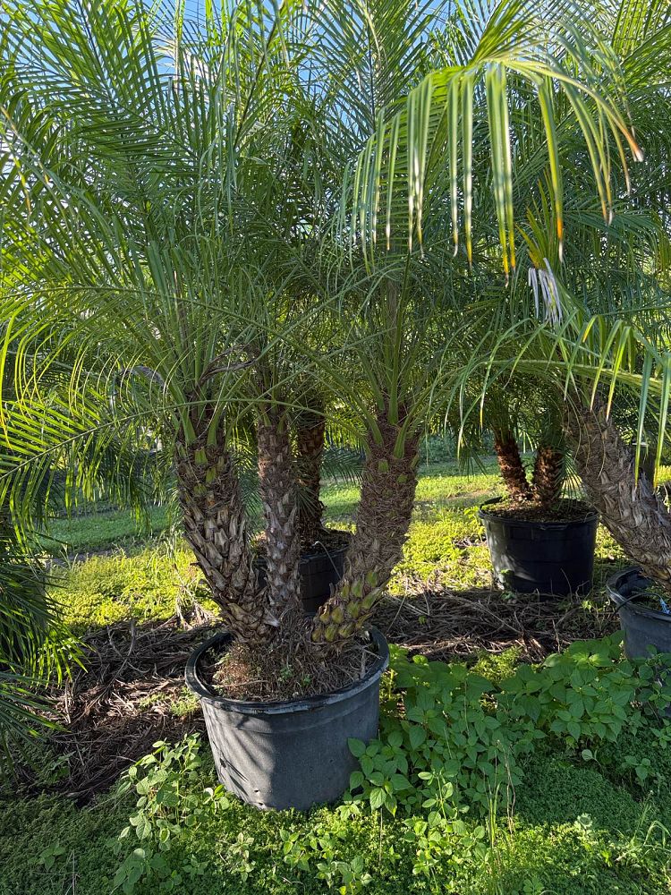 phoenix-roebelenii-pygmy-date-palm-roebelenii-palm