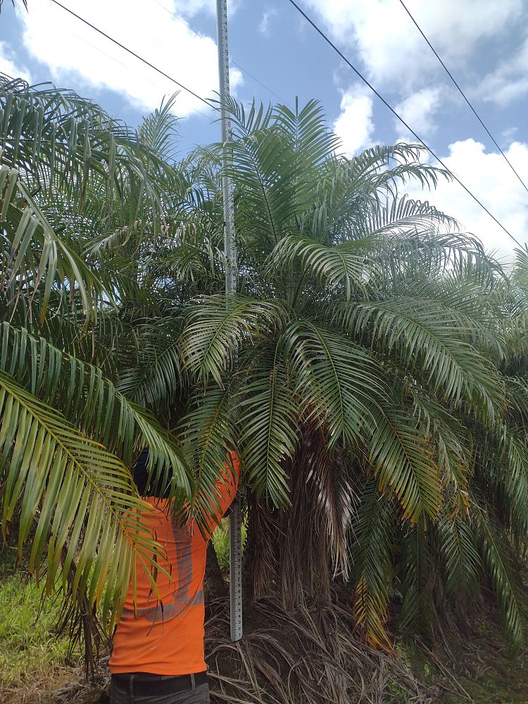 phoenix-roebelenii-pygmy-date-palm-roebelenii-palm