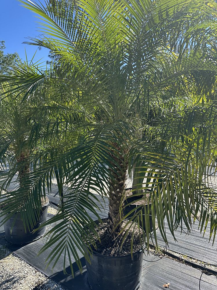 phoenix-roebelenii-pygmy-date-palm-roebelenii-palm