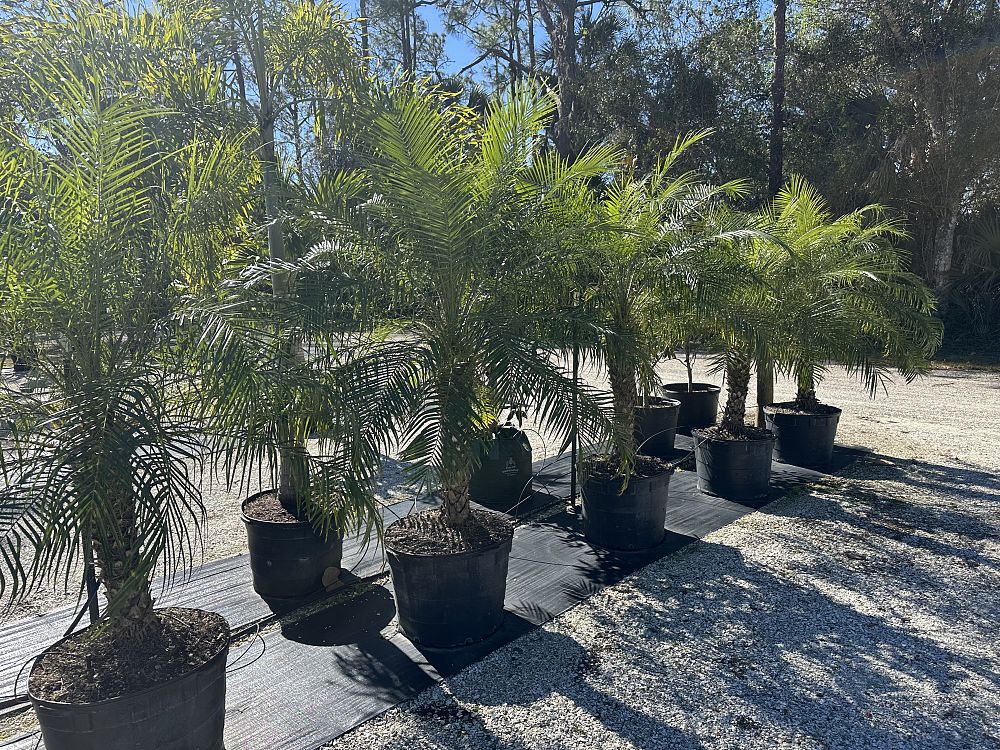 phoenix-roebelenii-pygmy-date-palm-roebelenii-palm