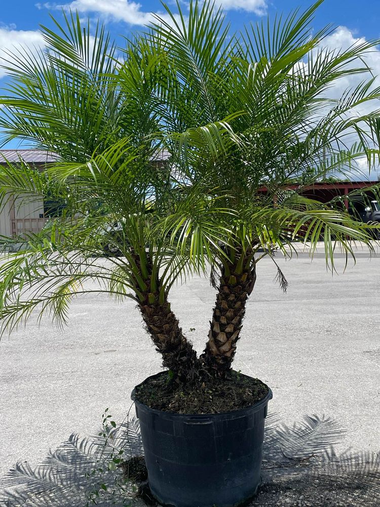 phoenix-roebelenii-pygmy-date-palm-roebelenii-palm