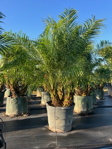 phoenix-roebelenii-pygmy-date-palm-roebelenii-palm