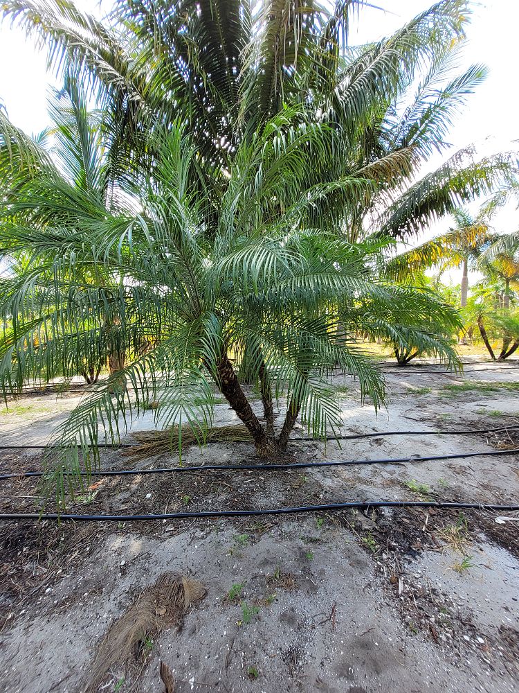 phoenix-roebelenii-pygmy-date-palm-roebelenii-palm