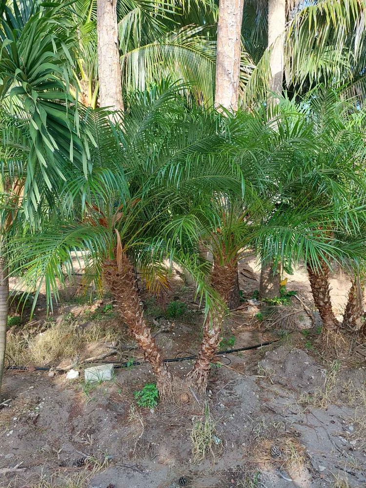 phoenix-roebelenii-pygmy-date-palm-roebelenii-palm