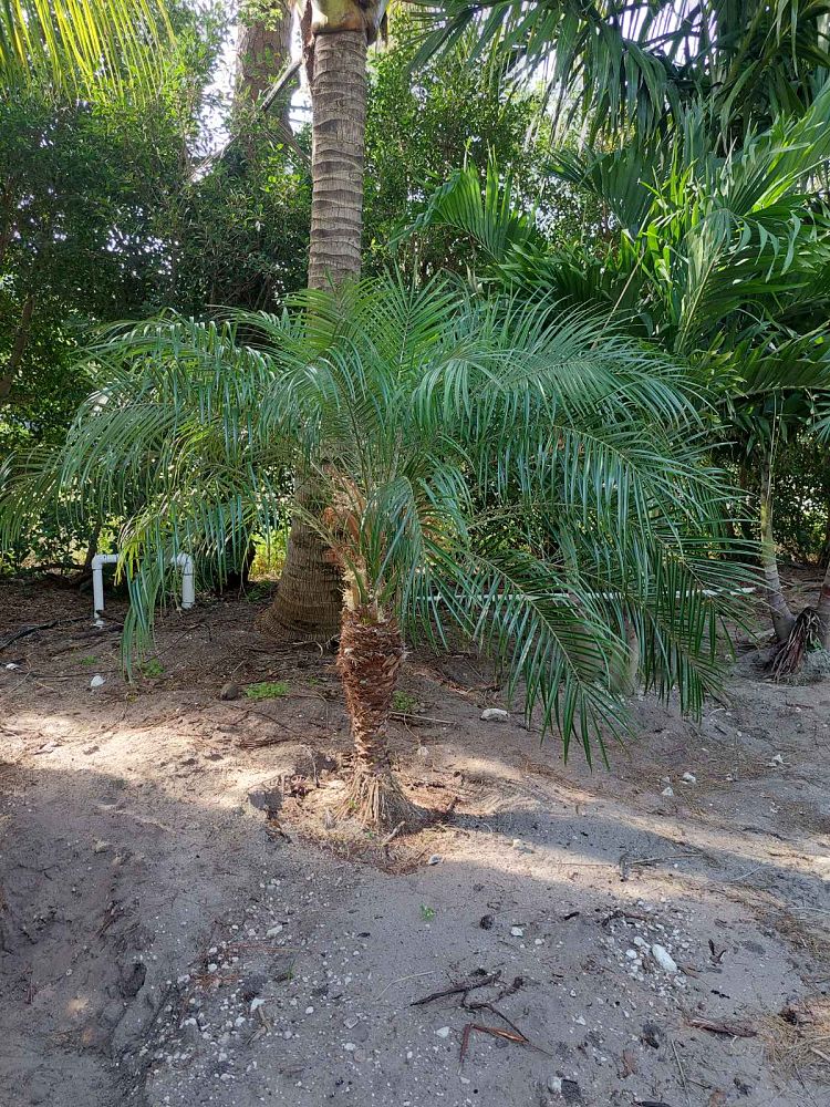 phoenix-roebelenii-pygmy-date-palm-roebelenii-palm