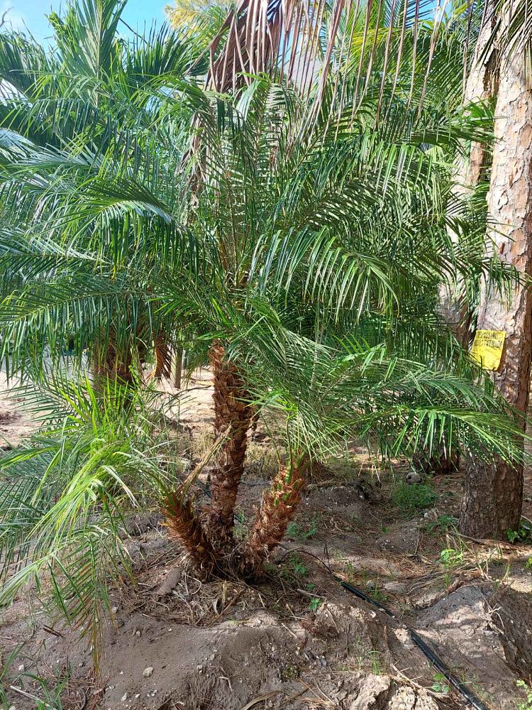 phoenix-roebelenii-pygmy-date-palm-roebelenii-palm
