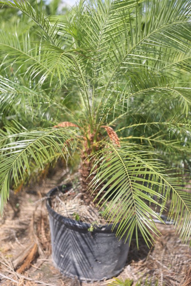 phoenix-roebelenii-pygmy-date-palm-roebelenii-palm