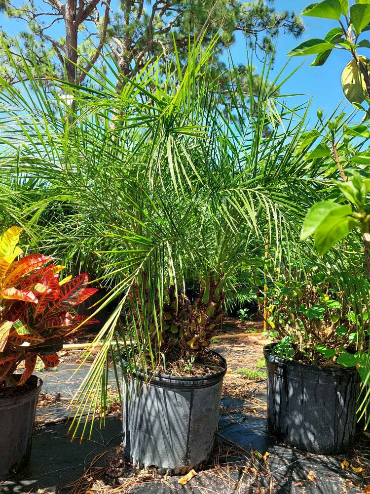 phoenix-roebelenii-pygmy-date-palm-roebelenii-palm