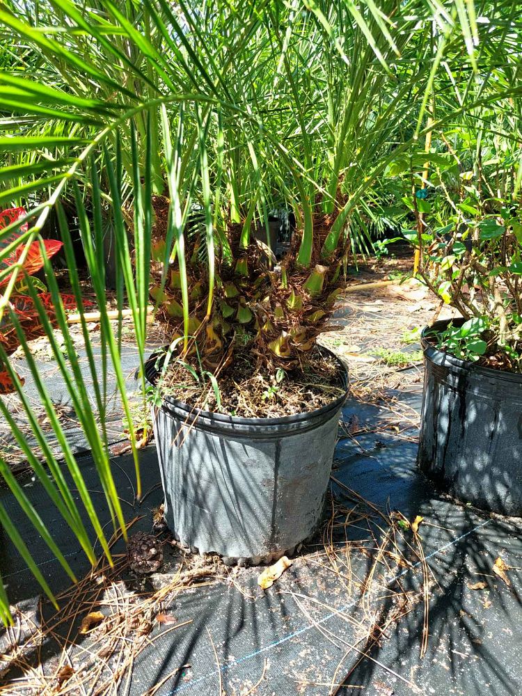 phoenix-roebelenii-pygmy-date-palm-roebelenii-palm