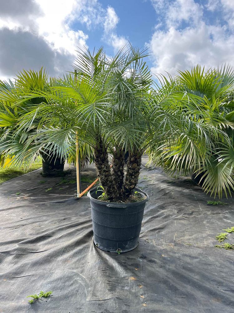 phoenix-roebelenii-pygmy-date-palm-roebelenii-palm