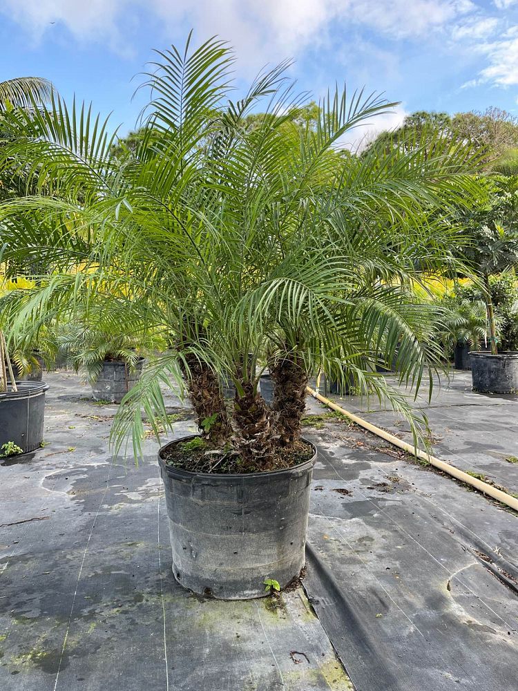 phoenix-roebelenii-pygmy-date-palm-roebelenii-palm