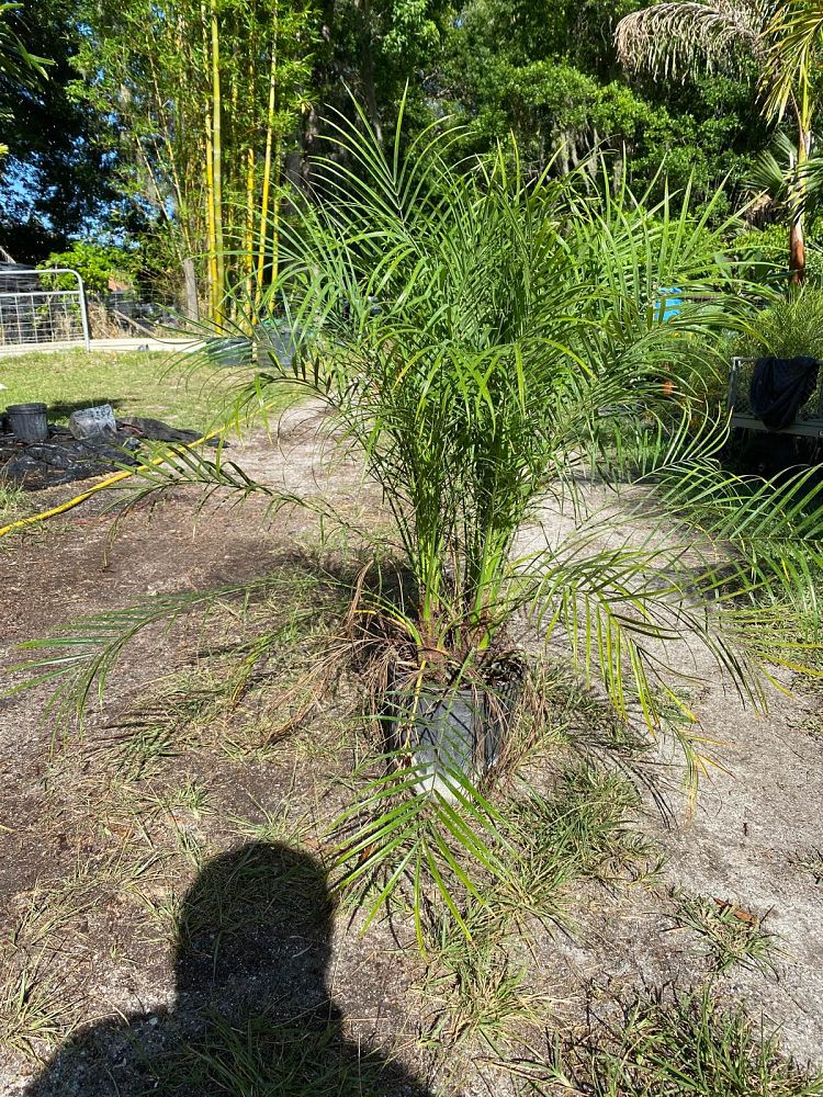 phoenix-roebelenii-pygmy-date-palm-roebelenii-palm