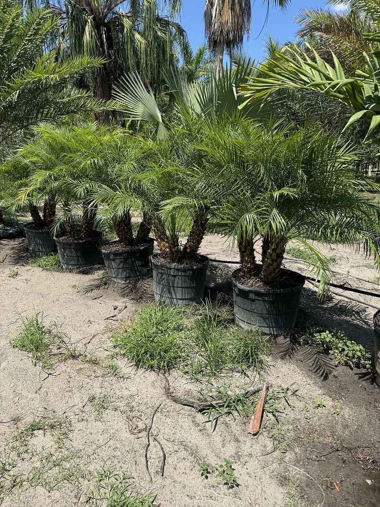 phoenix-roebelenii-pygmy-date-palm-roebelenii-palm