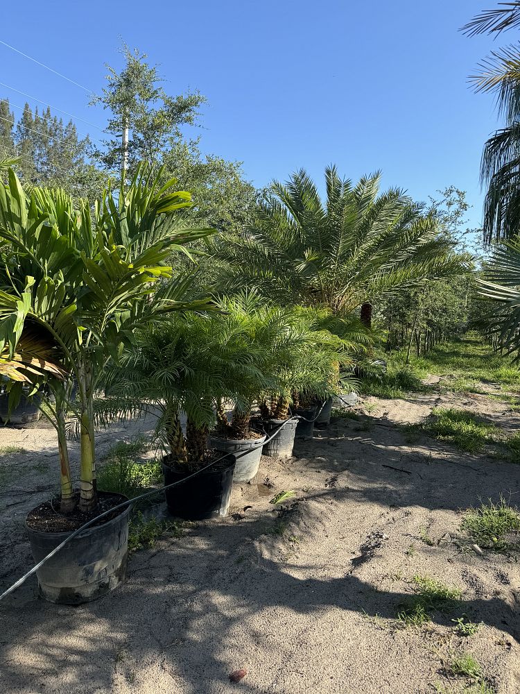 phoenix-roebelenii-pygmy-date-palm-roebelenii-palm