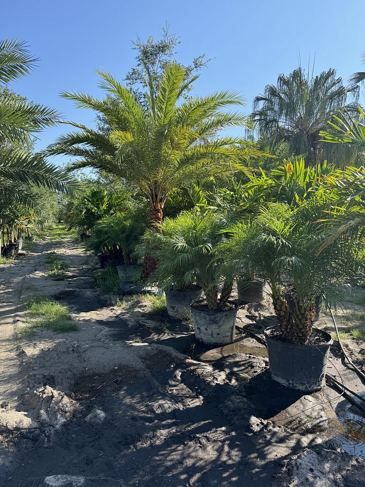 phoenix-roebelenii-pygmy-date-palm-roebelenii-palm
