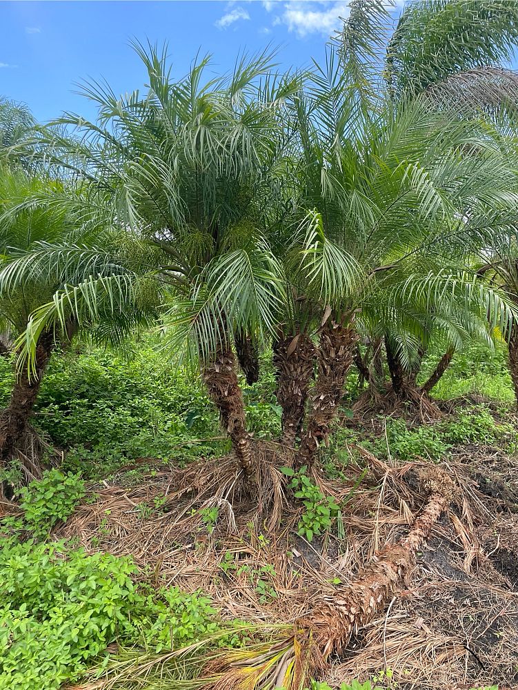 phoenix-roebelenii-pygmy-date-palm-roebelenii-palm