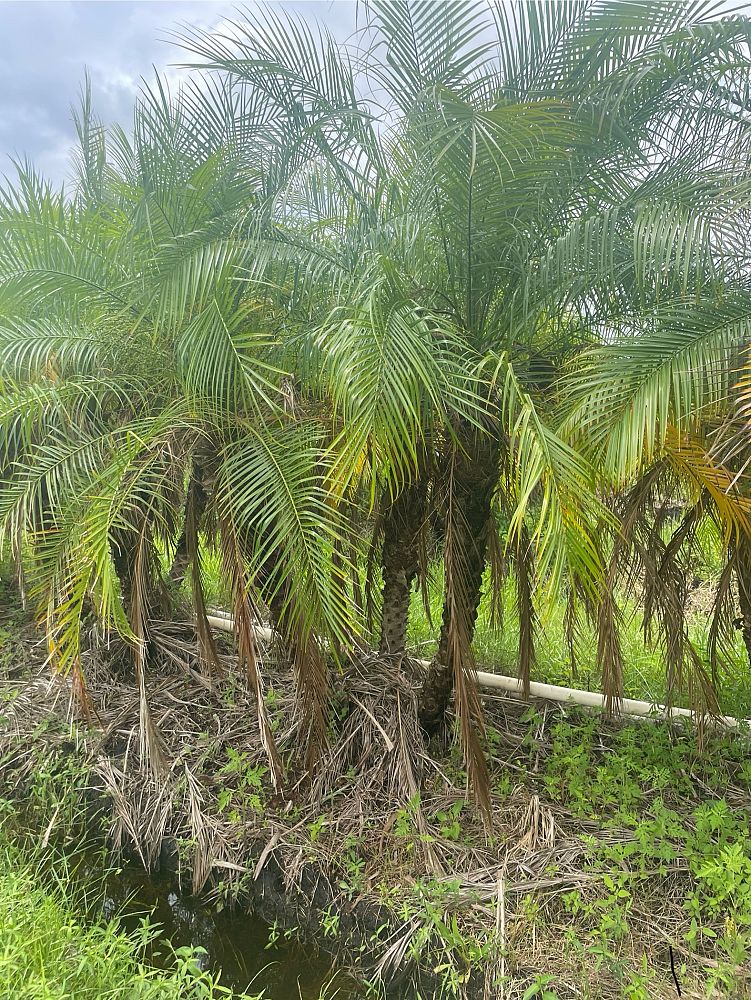 phoenix-roebelenii-pygmy-date-palm-roebelenii-palm