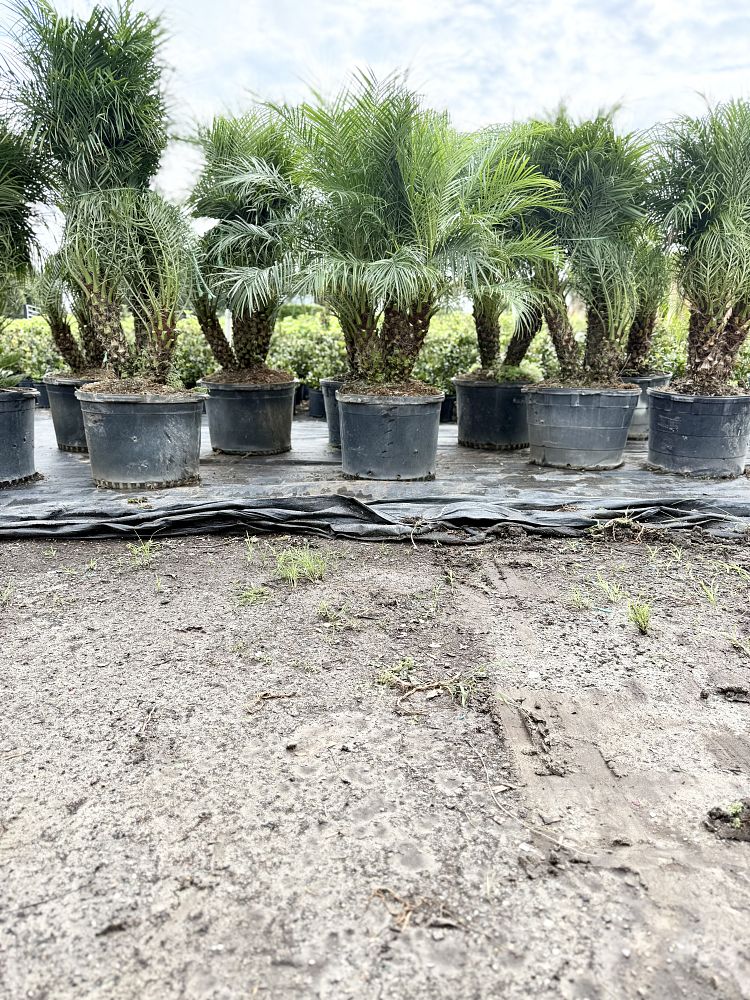 phoenix-roebelenii-pygmy-date-palm-roebelenii-palm