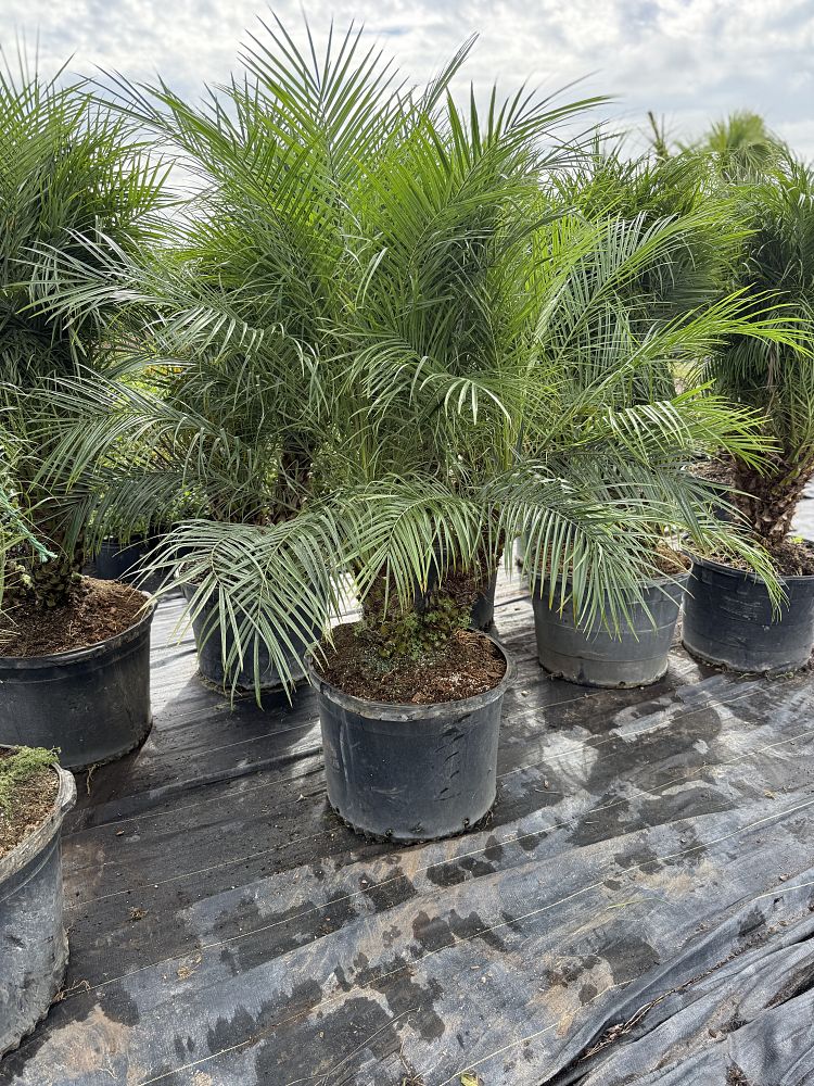 phoenix-roebelenii-pygmy-date-palm-roebelenii-palm