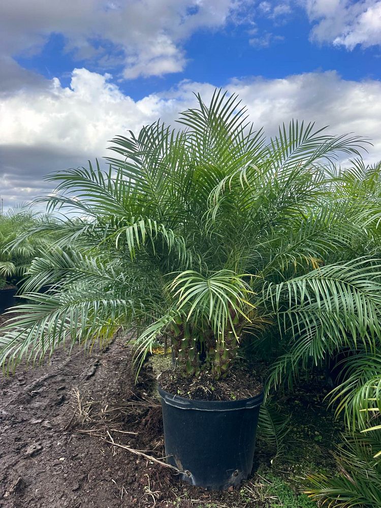 phoenix-roebelenii-pygmy-date-palm-roebelenii-palm