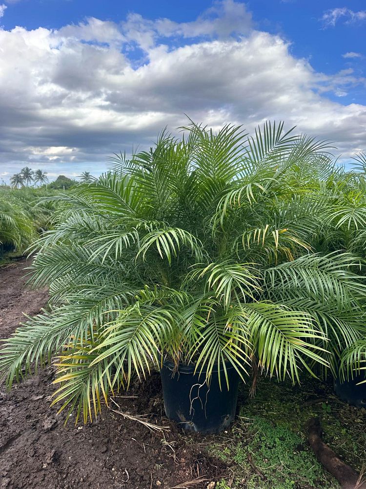 phoenix-roebelenii-pygmy-date-palm-roebelenii-palm