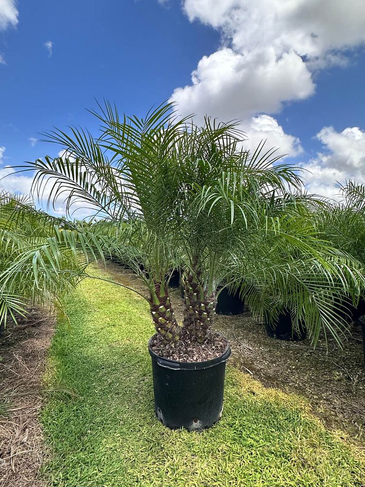 phoenix-roebelenii-pygmy-date-palm-roebelenii-palm
