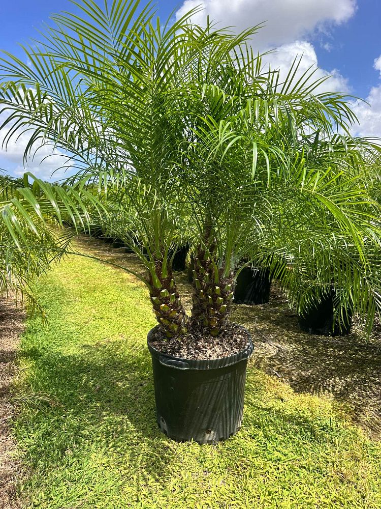 phoenix-roebelenii-pygmy-date-palm-roebelenii-palm