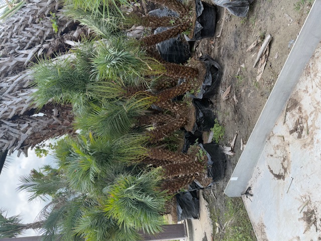 phoenix-roebelenii-pygmy-date-palm-roebelenii-palm