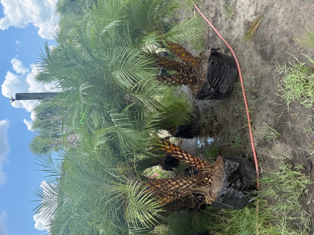 phoenix-roebelenii-pygmy-date-palm-roebelenii-palm