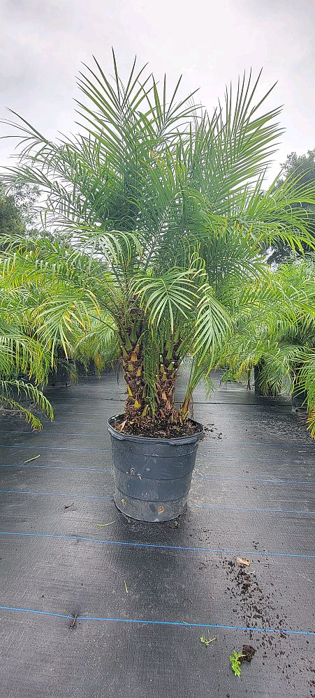phoenix-roebelenii-pygmy-date-palm-roebelenii-palm