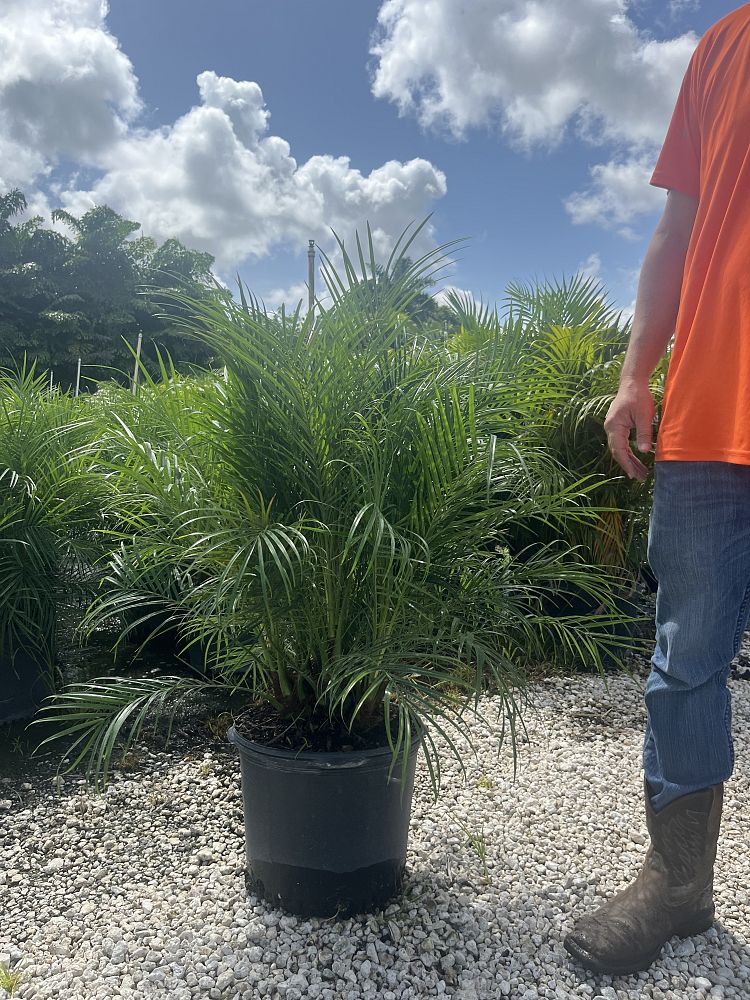 phoenix-roebelenii-pygmy-date-palm-roebelenii-palm