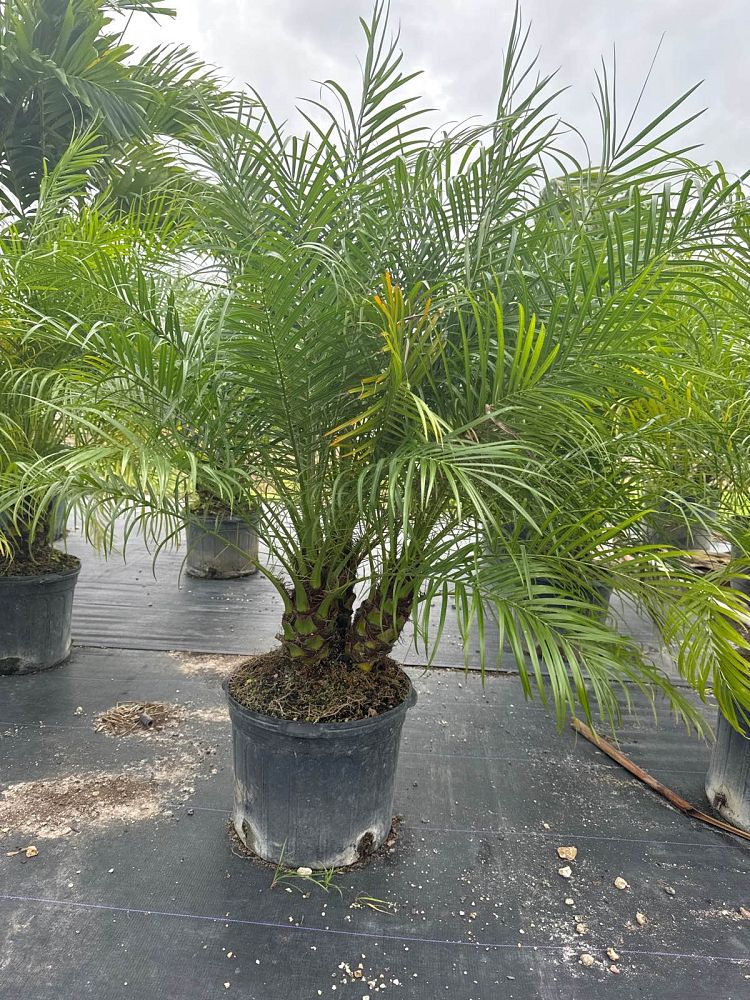 phoenix-roebelenii-pygmy-date-palm-roebelenii-palm