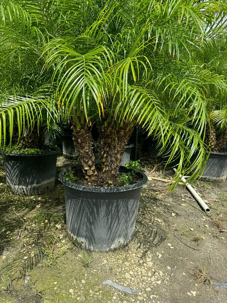phoenix-roebelenii-pygmy-date-palm-roebelenii-palm