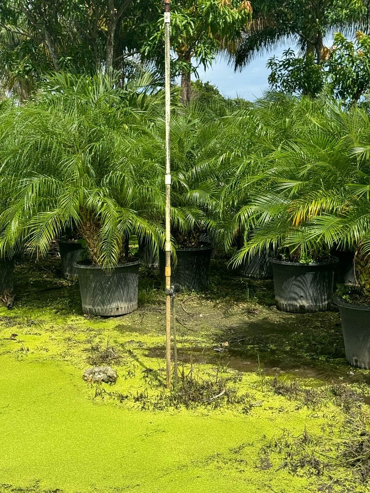 phoenix-roebelenii-pygmy-date-palm-roebelenii-palm