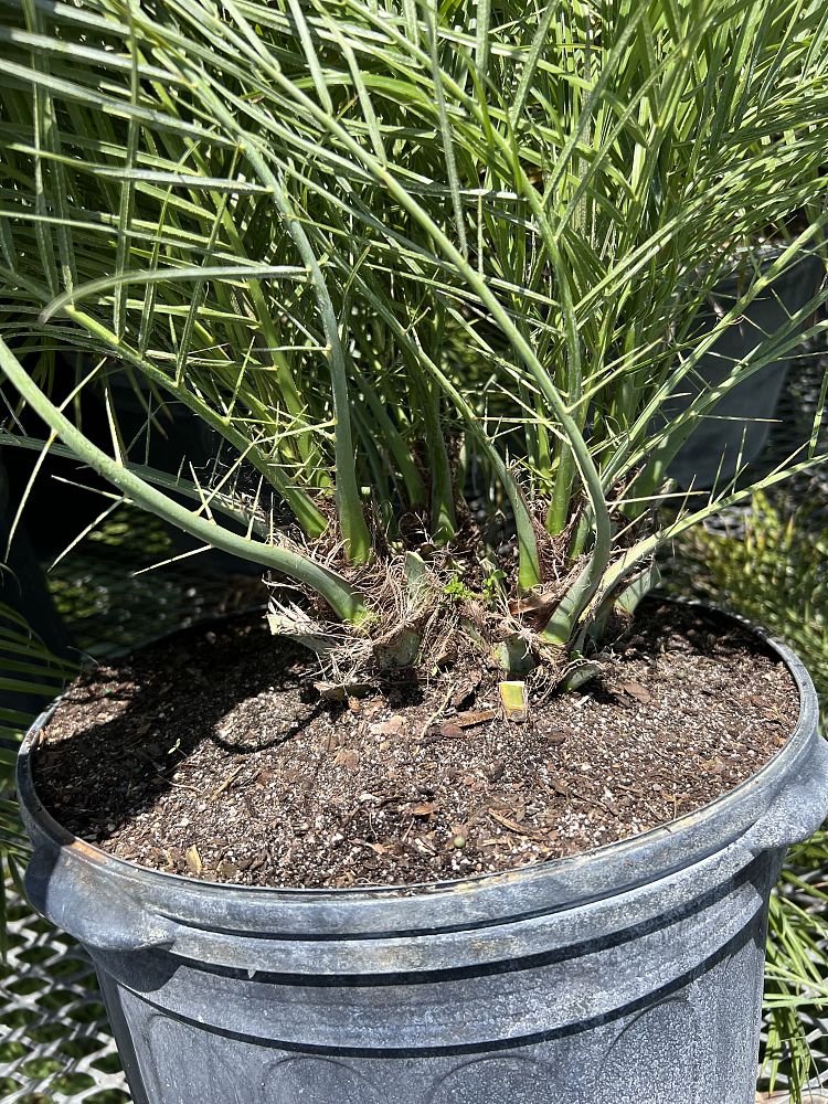 phoenix-roebelenii-pygmy-date-palm-roebelenii-palm