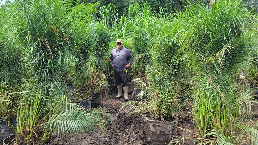 phoenix-roebelenii-pygmy-date-palm-roebelenii-palm