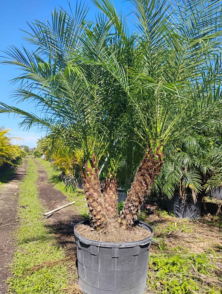 phoenix-roebelenii-pygmy-date-palm-roebelenii-palm