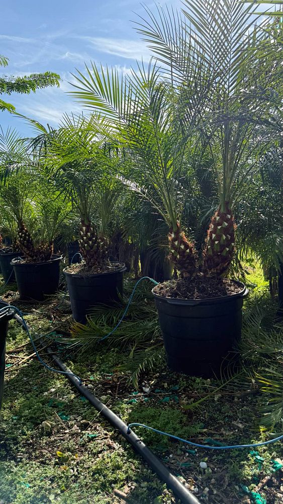 phoenix-roebelenii-pygmy-date-palm-roebelenii-palm