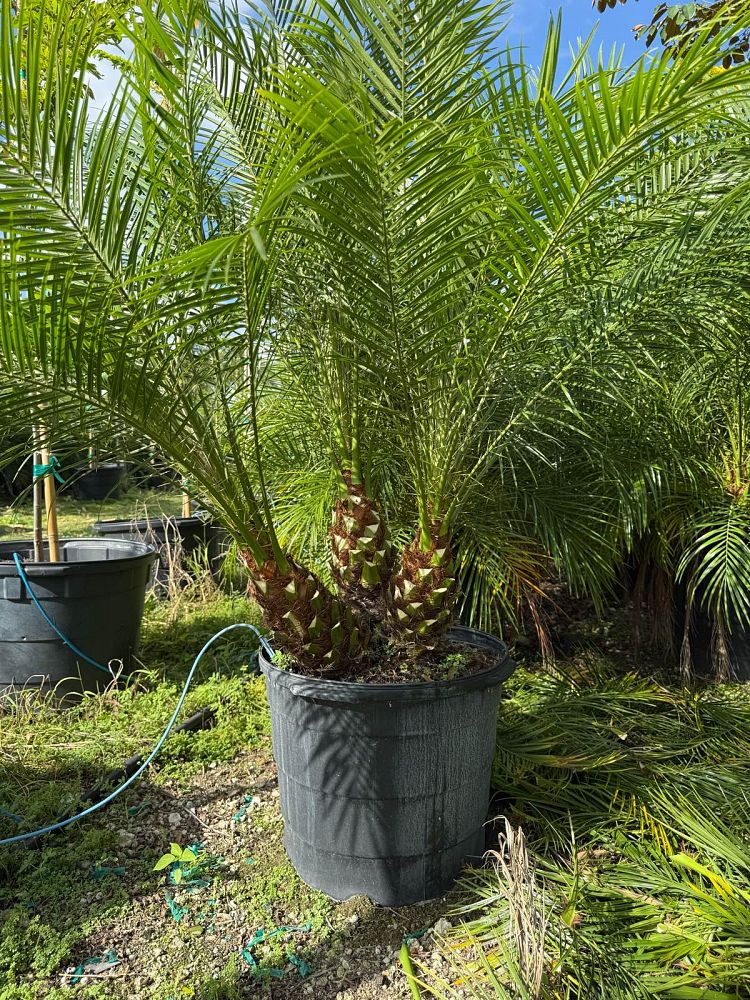 phoenix-roebelenii-pygmy-date-palm-roebelenii-palm