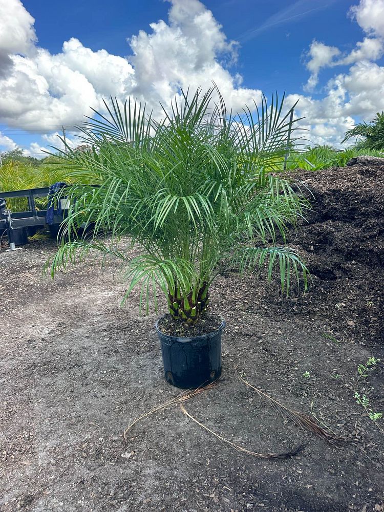 phoenix-roebelenii-pygmy-date-palm-roebelenii-palm
