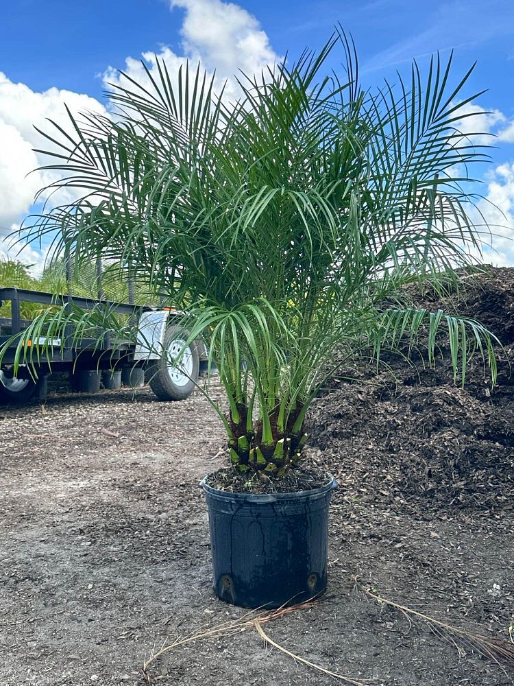 phoenix-roebelenii-pygmy-date-palm-roebelenii-palm