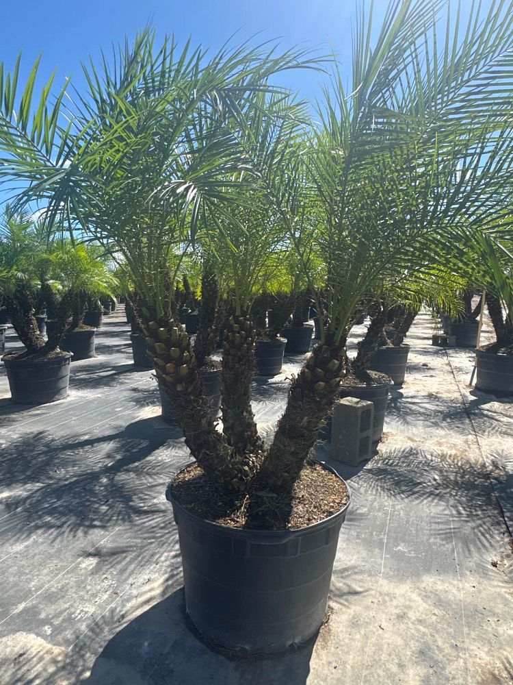 phoenix-roebelenii-pygmy-date-palm-roebelenii-palm