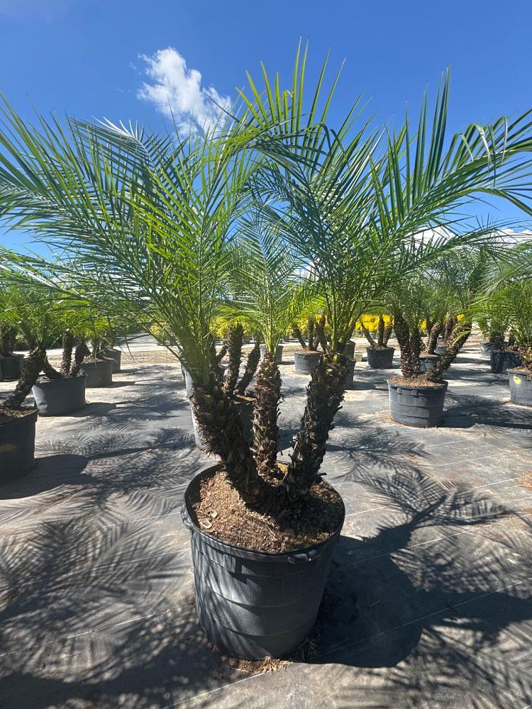 phoenix-roebelenii-pygmy-date-palm-roebelenii-palm