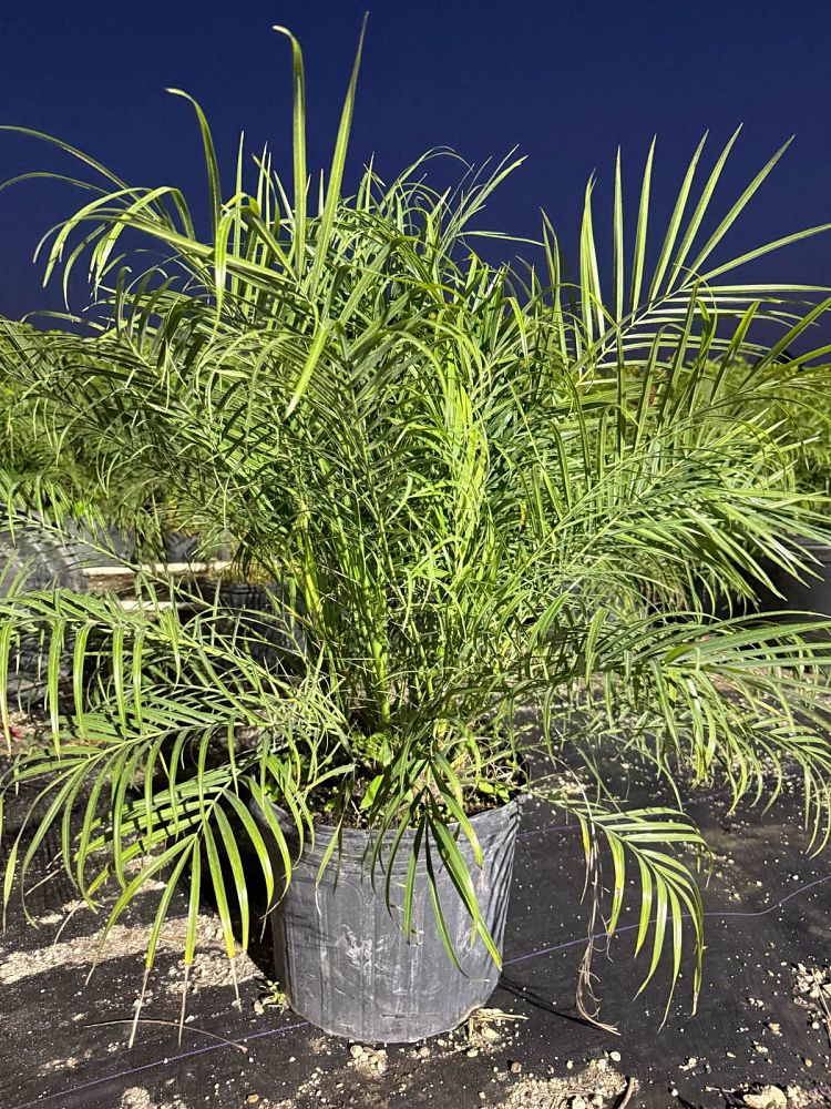 phoenix-roebelenii-pygmy-date-palm-roebelenii-palm