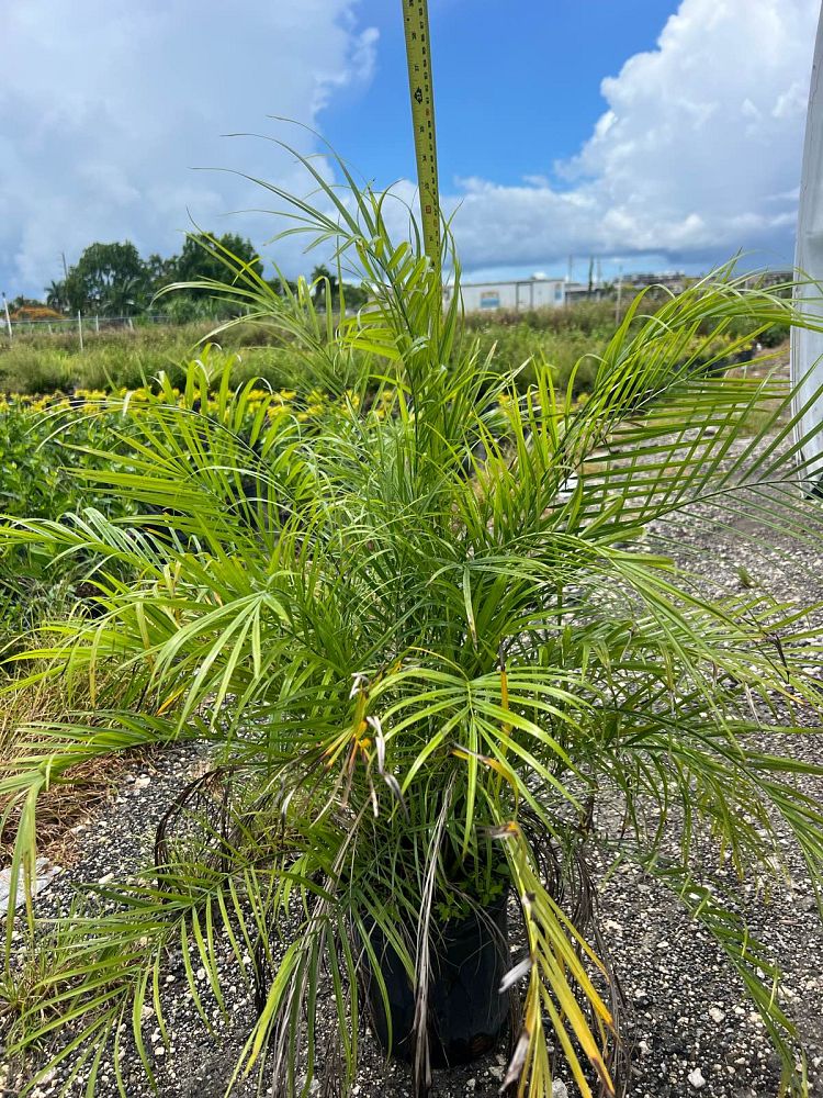 phoenix-roebelenii-pygmy-date-palm-roebelenii-palm
