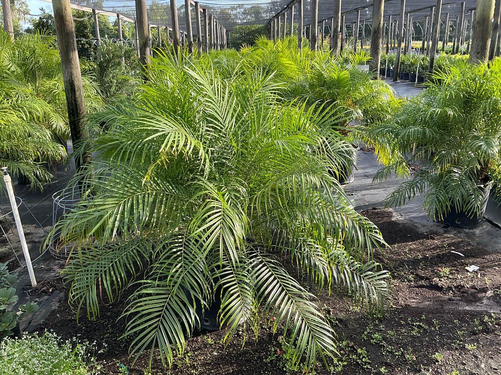 phoenix-roebelenii-pygmy-date-palm-roebelenii-palm