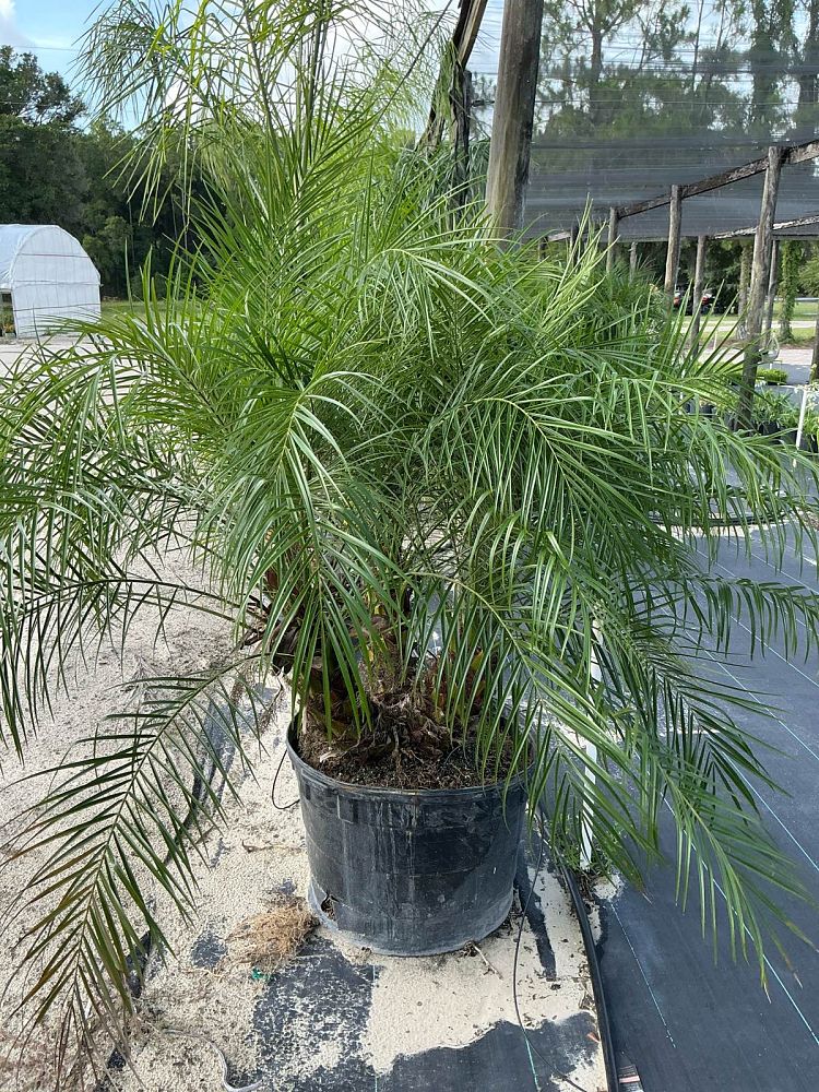 phoenix-roebelenii-pygmy-date-palm-roebelenii-palm