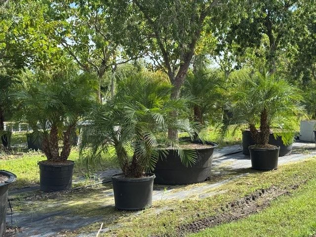 phoenix-roebelenii-pygmy-date-palm-roebelenii-palm