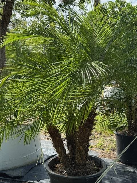 phoenix-roebelenii-pygmy-date-palm-roebelenii-palm